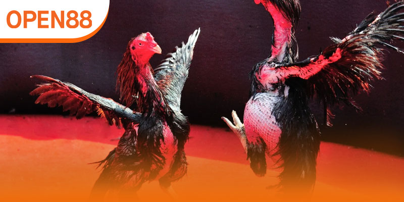 Lý do sảnh đá gà OPEN88 được ưa chuộng